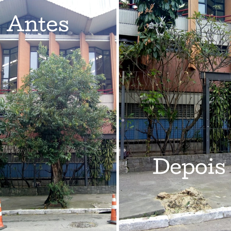 Foto do antes: árvore plantada na calçada da rua do Manifesto. Foto do depois: árvore na rua do Manifesto removida